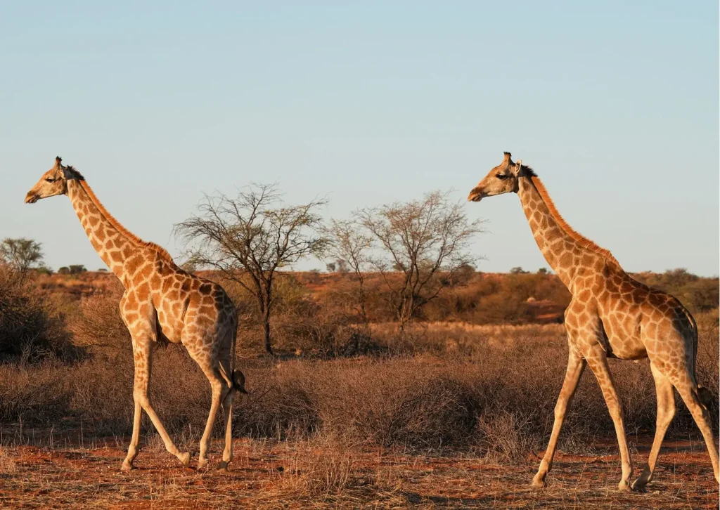 Rondreis door Afrika met indrukwekkende natuur en gevoel van vrijheid