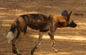 Afrikaanse wilde hond tijdens safari in Hluhluwe-iMfolozi Park in Zuid-Afrika