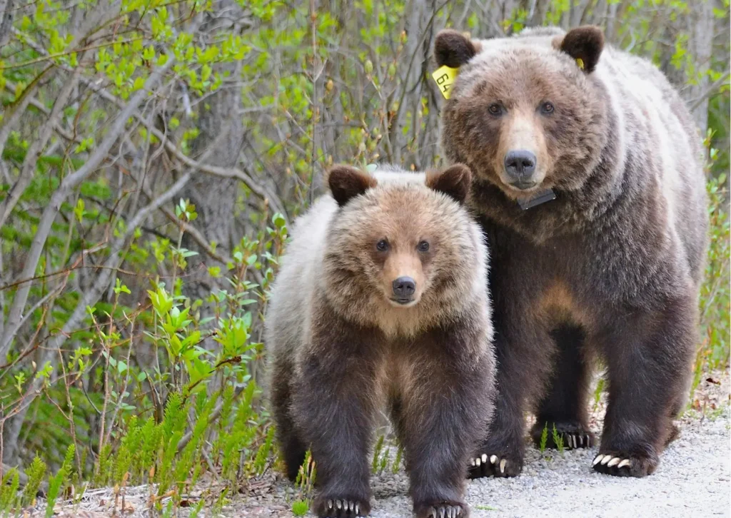 Wildlife spotten tijdens een natuurreis door Canada