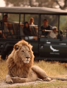 Gamedrive langs een leeuw in een Private Game Reserve in Zuid-Afrika