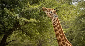 16-daagse Selfdrive Adembenemend Zuid-Afrika 16-daagse Selfdrive Adembenemend Zuid-Afrika