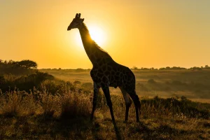 Giraffe silhouet tijdens zonsondergang in Zuid-Afrika