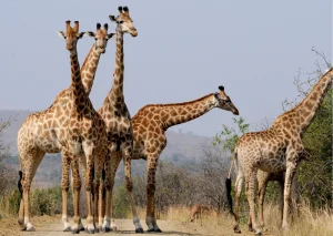 Giraffen tijdens een safari in Hluhluwe-iMfolozi Park in Zuid-Afrika