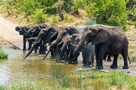 17-daagse Selfdrive Zuid-Afrika, Kaapstad & Gardenroute Olifanten bij een drinkplaats met heuvels op de achtergrond