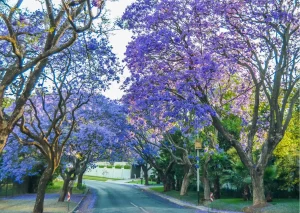 Jacaranda bomen langs een straat in Pretoria in Zuid-Afrika