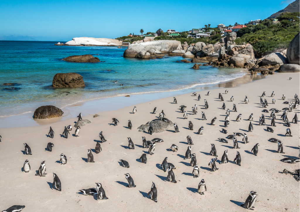Uitzicht in Kaapstad met de pinguins en de Atlantische kustlijn in Zuid-Afrika.