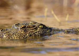 Krokodil in iSimangaliso Wetland Park bij St. Lucia in Zuid-Afrika