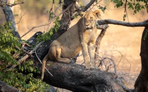 Leeuw rustend in een boom tijdens een safari in Dinokeng Game Reserve in Zuid-Afrika