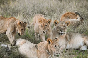 16-daagse Selfdrive Adembenemend Zuid-Afrika Leeuwen naast een safari voertuig in Greater Kruger in Zuid-Afrika