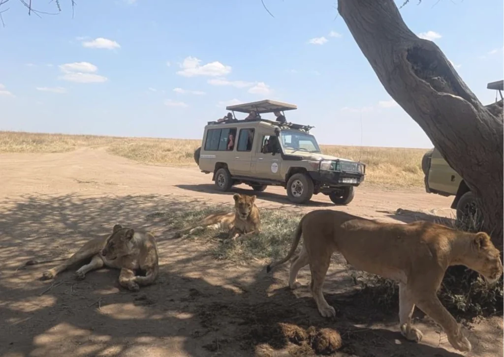 Privé safari in Tanzania: met je eigen safari-voertuig en gids op avontuur Leeuwen naast de MyGlobe2Go-safariauto tijdens een safari in Tanzania
