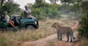 16-daagse Selfdrive Adembenemend Zuid-Afrika Leeuw naast safari voertuig in een Private Game Reserve in Zuid-Afrika