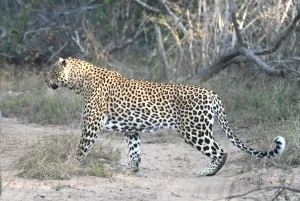 Luipaarden tijdens een safari in Greater Kruger in Zuid-Afrika