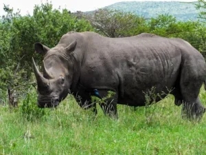 Neushoorn tijdens een safari in Hluhluwe-iMfolozi Park in Zuid-Afrika