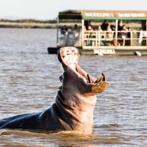Nijlpaard tijdens een boottocht in iSimangaliso Wetland Park in Zuid-Afrika