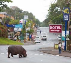 Nijlpaard loopt door de straten van St. Lucia in Zuid-Afrika