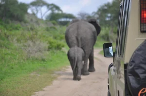 Olifant op een safaripad in Greater Kruger in Zuid-Afrika