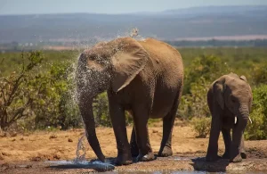 Olifanten drinken bij een waterpoel tijdens een safari in Dinokeng Game Reserve