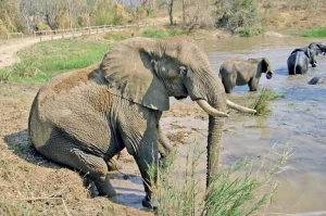 16-daagse Selfdrive Adembenemend Zuid-Afrika Olifanten bij een lodge in Hazyview nabij Kruger National Park