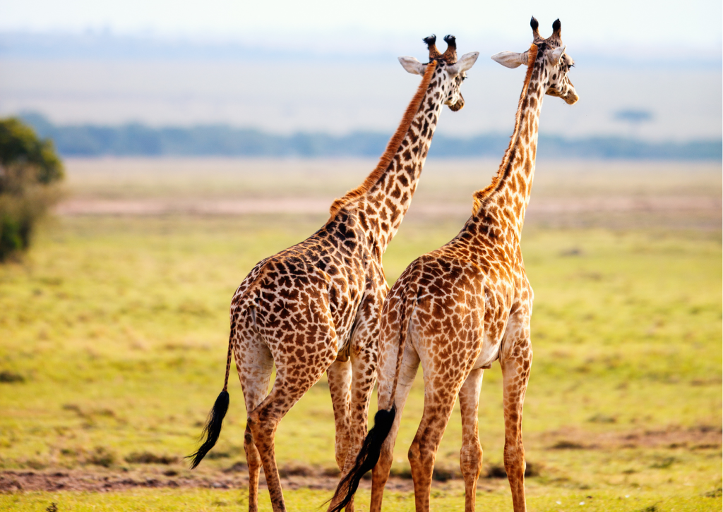 Safari in Zuid-Afrika met giraffen in het wild in een nationaal park, een van de hoogtepunten van een rondreis door Zuid-Afrika.