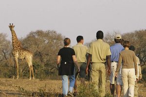 16-daagse Selfdrive Adembenemend Zuid-Afrika Reizigers tijdens een wandelsafari met giraffe in Zuid-Afrika