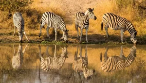 Zebra's drinken bij een waterpoel in Dinokeng Game Reserve tijdens een selfdrive rondreis door Zuid-Afrika