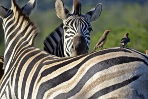 Zebra's tijdens een safari in Zuid-Afrika
