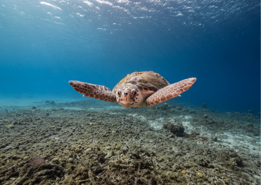 Zeeschildpad zwemt in het heldere turquoise water bij Curaçao – voorjaarsvakantie inspiratie voor zon en snorkelen
