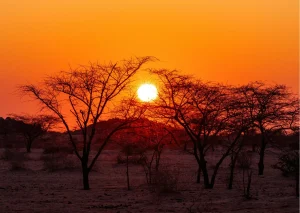 19-daagse selfdrive Namibië, Van Canyon tot Kalahari Zonsondergang tussen acaciabomen in de Namibische savanne